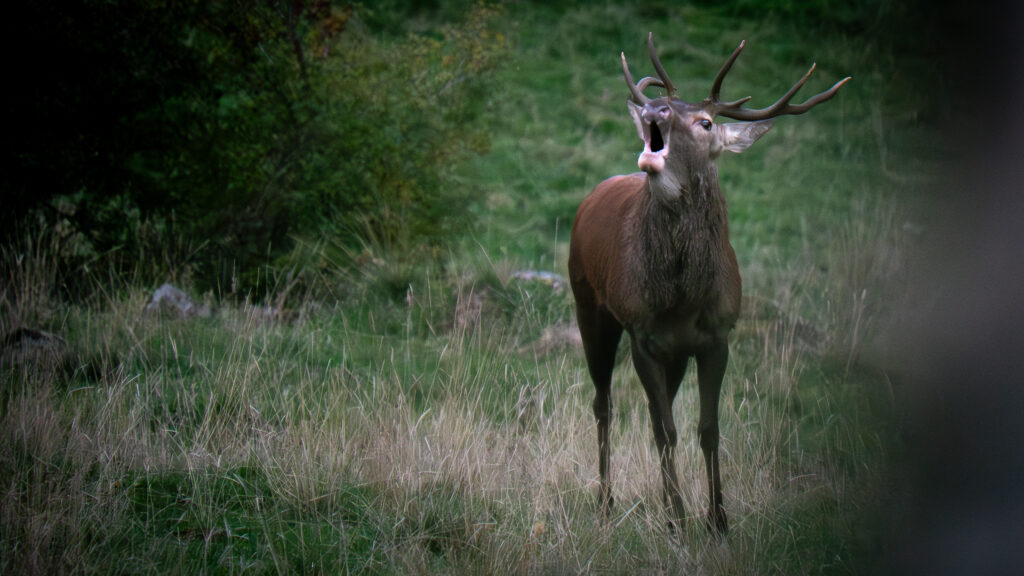 Cerf