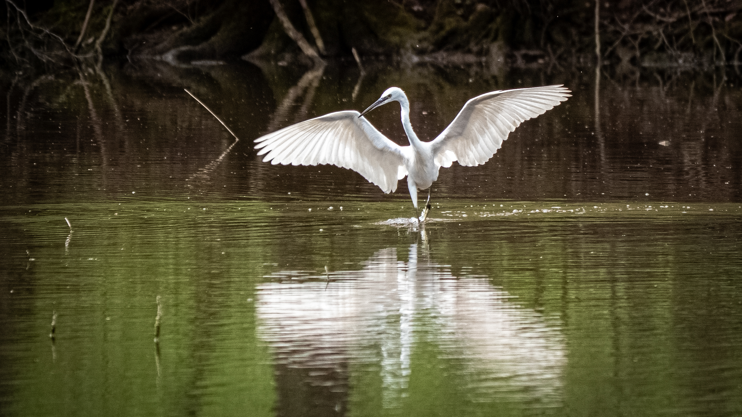 Aigrette